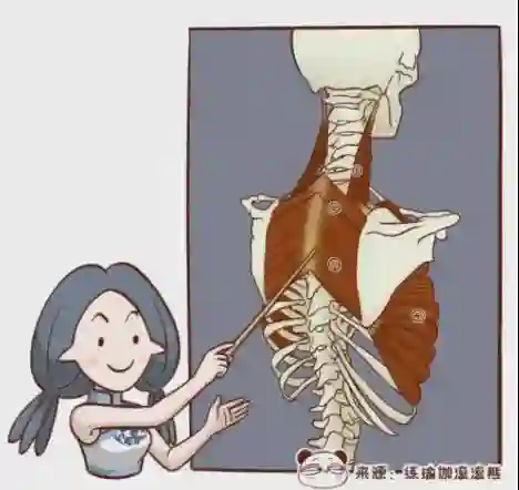 罗马这一夜，刘亦菲的“水桶腰、麒麟臂”是对内娱畸形审美的反击