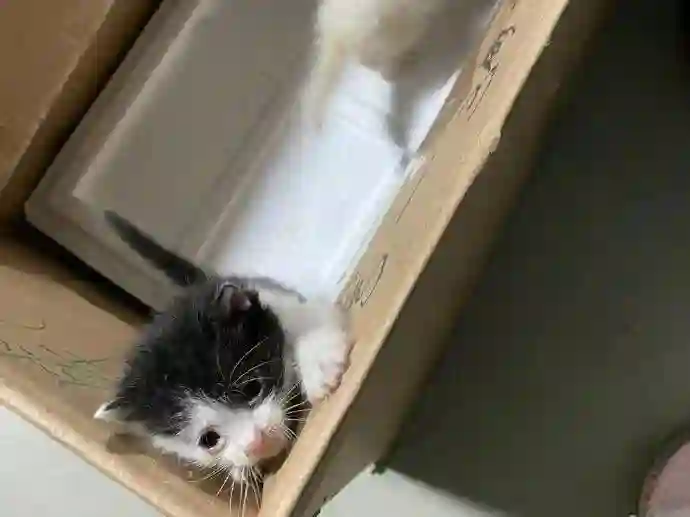孙俪晒收养4年2只流浪猫，称邓超能和它对话很久，猫名字绝了