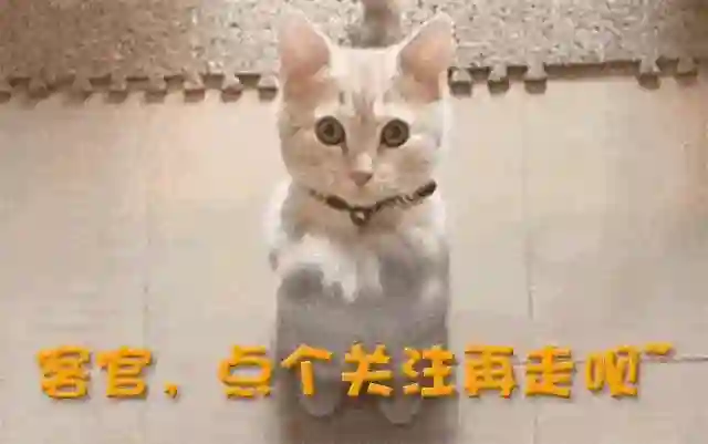 离婚后不提谢霆锋，输给王菲，张柏芝才发现原来他们不是一类人