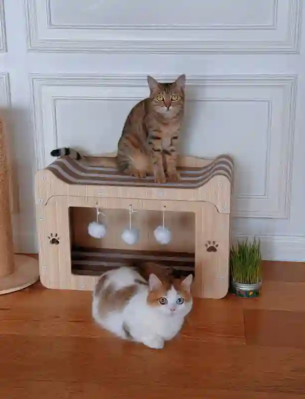 张馨予晒居家随拍，抱猫合影温馨又养眼