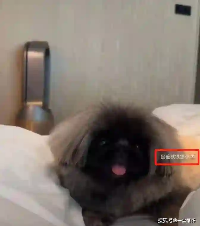 全网等S妈表态，结果她沉默了，汪小菲带筱梅秀恩爱小S却破防了！