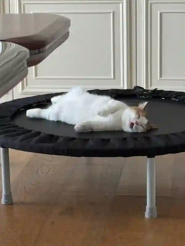 张馨予晒居家随拍，抱猫合影温馨又养眼