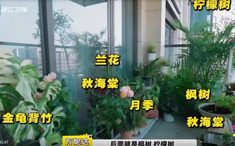 万妮达在成都，住200平房子月租10000块，和黑人男友同居感情好