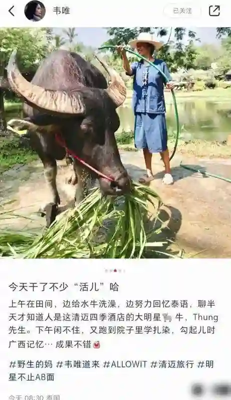 61岁韦唯泰国当“农妇”？田间喂牛笑如花，这状态谁看了不酸？