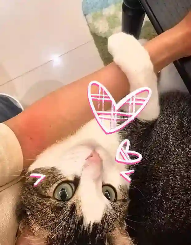 杨幂分享立夏美照，与猫咪贴贴超有爱