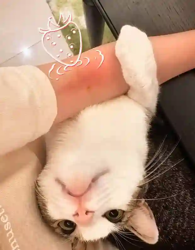杨幂分享立夏美照，与猫咪贴贴超有爱