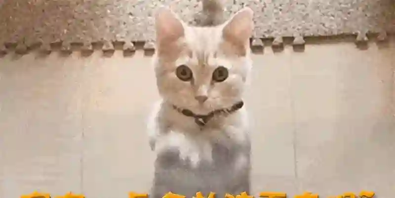 金晨颜值大变，模样引发热议，之前状态一落千丈！