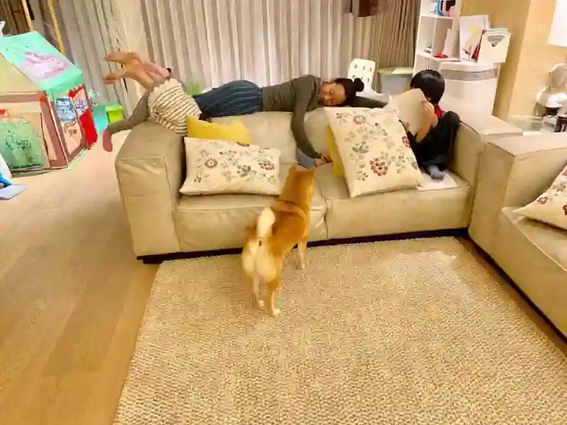 还记得黄觉的儿子小核桃吗，比爸爸还高了？