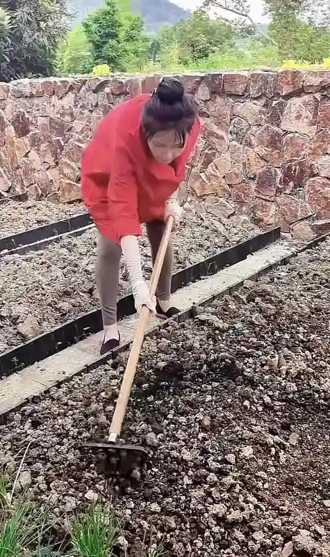何赛飞杭州豪宅后院忙种蒜！63岁穿洞洞鞋干农活，毫无明星架子