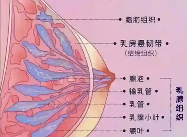 继最强腰臀比后姐又开始鼓吹内衣自由，靠凸点穿搭狂赚17亿美元…