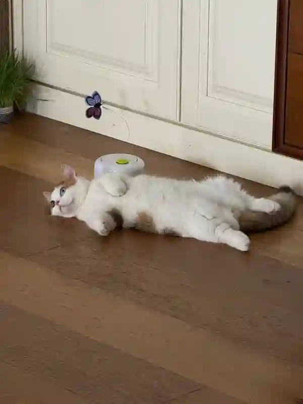 张馨予晒居家随拍，抱猫合影温馨又养眼